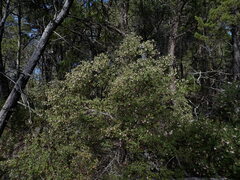 Arctostaphylos bakeri bakeri