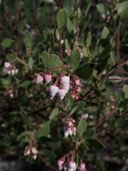 Arctostaphylos bakeri bakeri