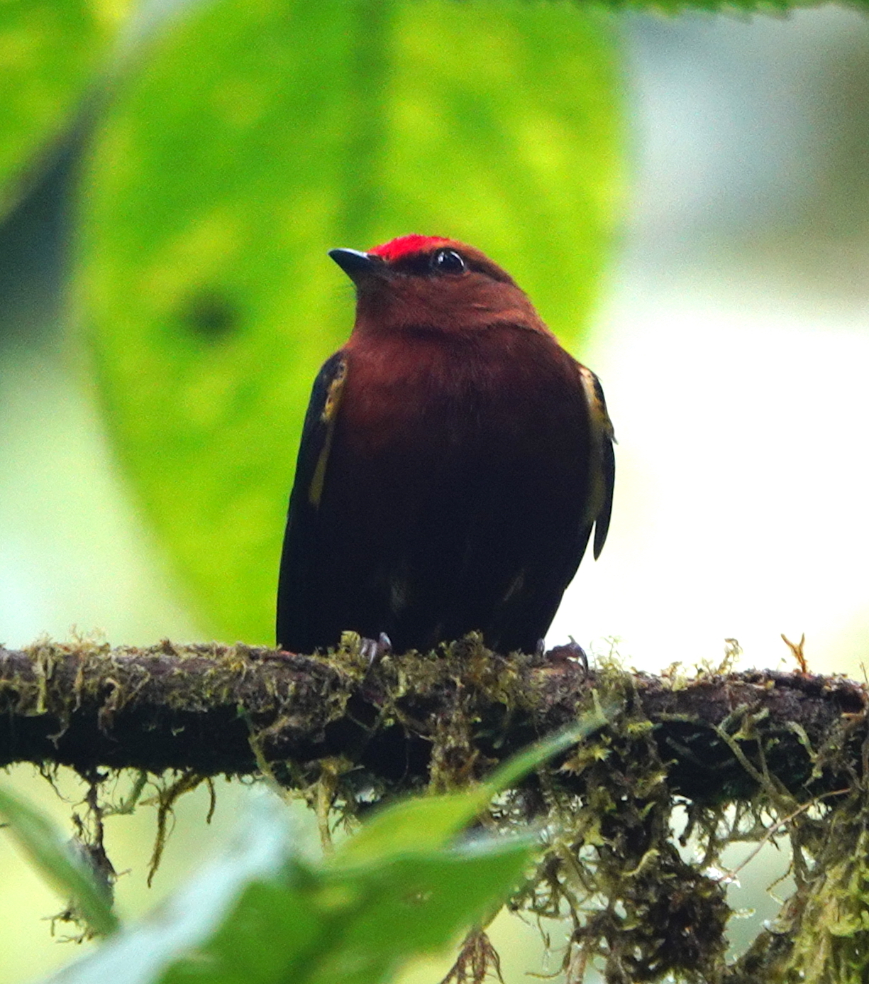 Club-winged Manakin (Machaeropterus deliciosus), photo 9