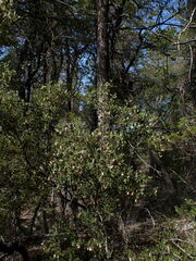 Arctostaphylos bakeri bakeri