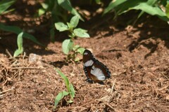 Hypolimnas misippus
