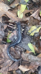 Plethodon glutinosus