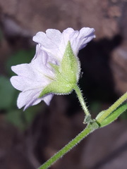Mirabilis oxybaphoides