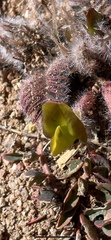 Astragalus sparsus