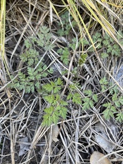 Chaerophyllum tainturieri