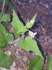 Mirabilis oxybaphoides