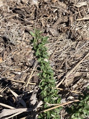 Aloysia gratissima