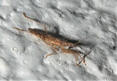 Nabis roseipennis