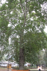 Platanus orientalis