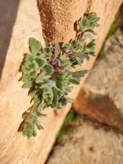 Ajuga chamaepitys