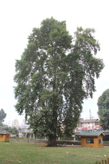 Platanus orientalis