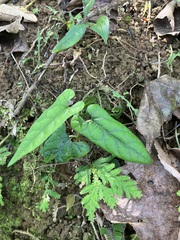 Aristolochia shimadae