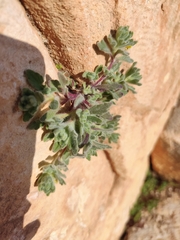 Ajuga chamaepitys