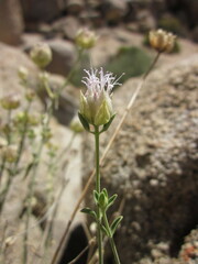 Monardella robisonii