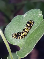 Alypiodes flavilinguis