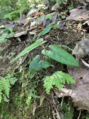 Aristolochia shimadae