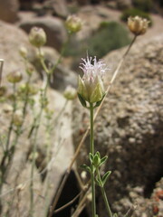 Monardella robisonii