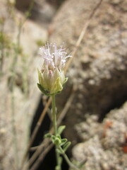 Monardella robisonii