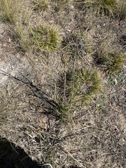 Brickellia cylindracea