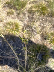 Brickellia cylindracea