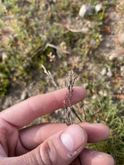 Poa secunda