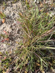 Poa secunda
