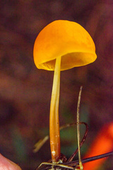 Hymenogloea papyracea