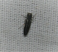 Agrilus bilineatus