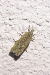 Helcystogramma triannulella