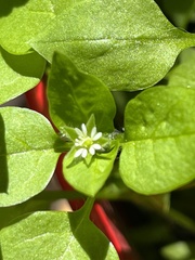 Stellaria neglecta