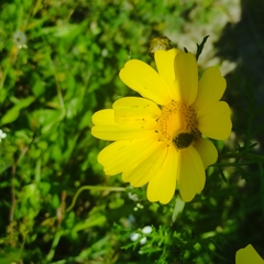 Oxythyrea