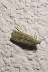 Helcystogramma triannulella