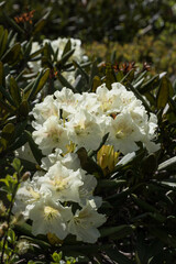 Rhododendron caucasicum