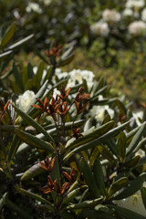 Rhododendron caucasicum