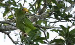 Amazona xantholora
