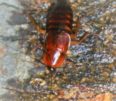 Parcoblatta pennsylvanica