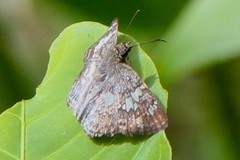 Xenophanes tryxus