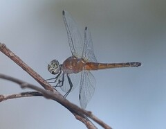 Brachydiplax chalybea
