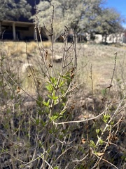 Aloysia gratissima