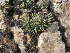 Dudleya abramsii