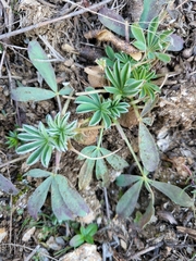 Lupinus hispanicus