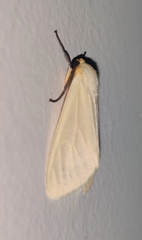 Pareuchaetes pseudoinsulata