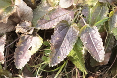 Betonica officinalis