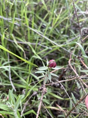 Contarinia zauschneriae