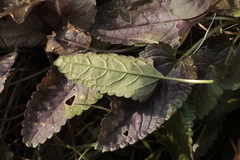 Betonica officinalis