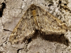 Alsophila aescularia