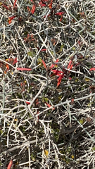 Justicia californica