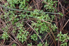 Moehringia trinervia