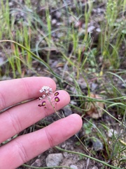 Thysanocarpus conchuliferus