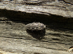 Chalcophora mariana